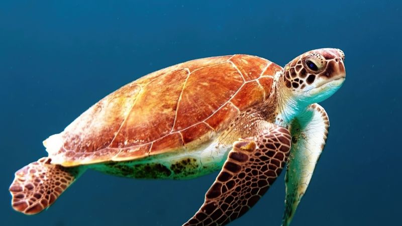 Sea Turtle, Underwater, Sea Life, Wallpaper