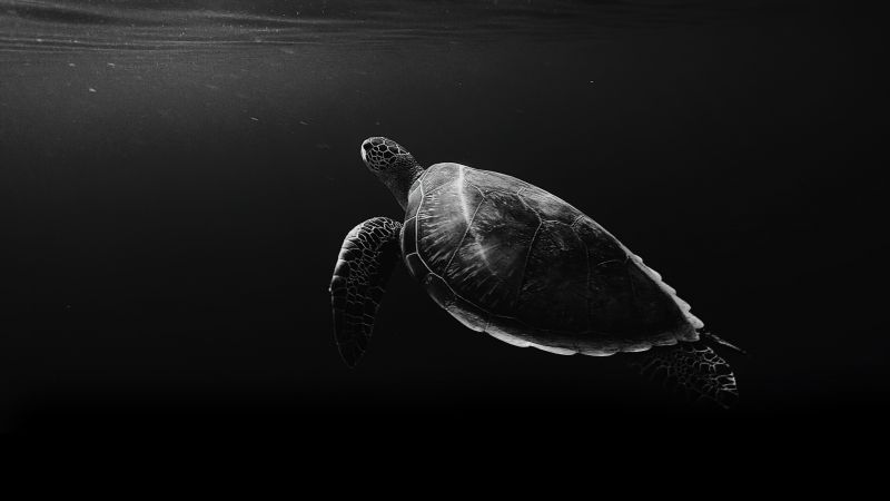 Sea Turtle, Under the Sea, Monochrome, Black and White, Wallpaper