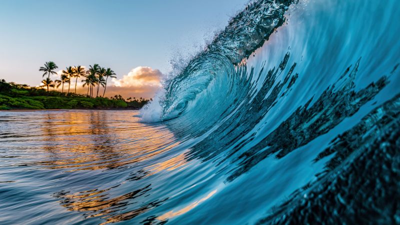 Ocean Waves, Palm trees, Tropical beach, Hawaii, Wallpaper