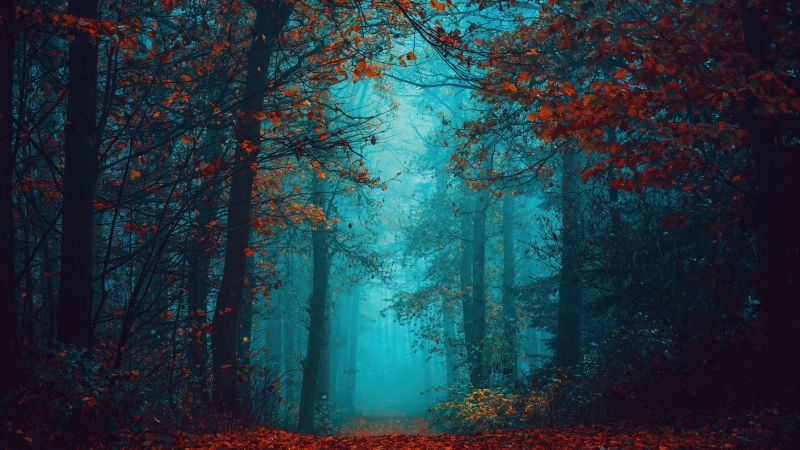 Foggy night, Autumn Forest, Beauty, Mystical, Red leaves, Tranquility, Peace, Serene, Foggy forest, 5K, Wallpaper