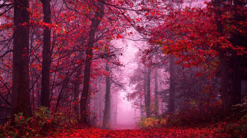 Enchanting, Autumn Forest, Path, Mystical, Foggy forest, Red leaves, Tranquility, Peace, Beauty, Serene, 5K, 8K, Wallpaper
