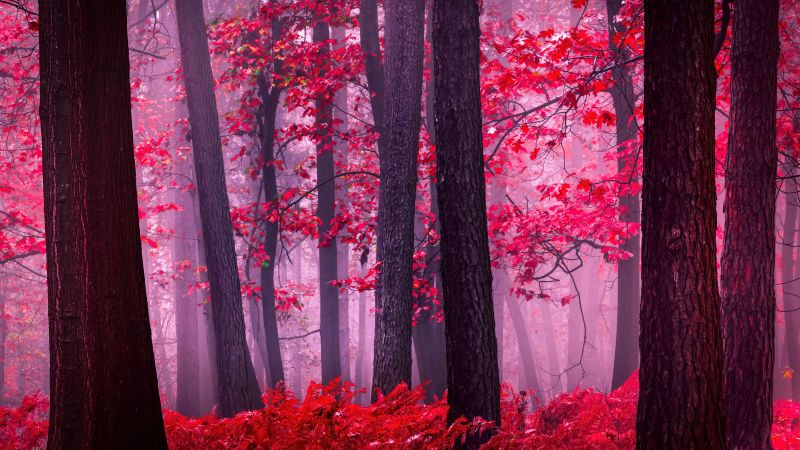 Serene, Autumn Forest, Mystical, Foggy forest, Red leaves, Tranquility, Peace, Beauty, Enchanting, 5K, Wallpaper