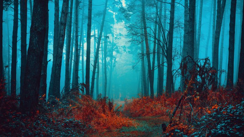 Mystical, Foggy forest, Path, Red leaves, Autumn, Tranquility, Peace, Beauty, Serene, Enchanting, 5K, 8K, Wallpaper