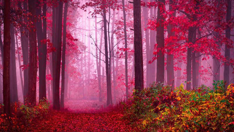 Forest, Path, Red leaves, Autumn colors, Tranquility, Peace, Beauty, Serene, Enchanting, Mystical, Foggy forest, 5K, Wallpaper