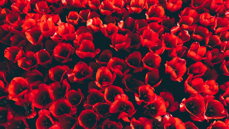 Red Tulips, Flower garden, Red flowers, Red aesthetic