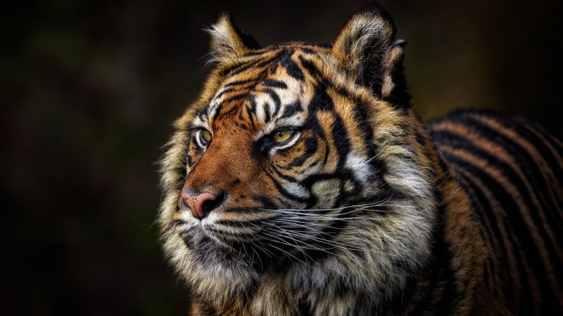 Tiger face, Majestic, Wild animal, Closeup, 5K, 8K, Wallpaper