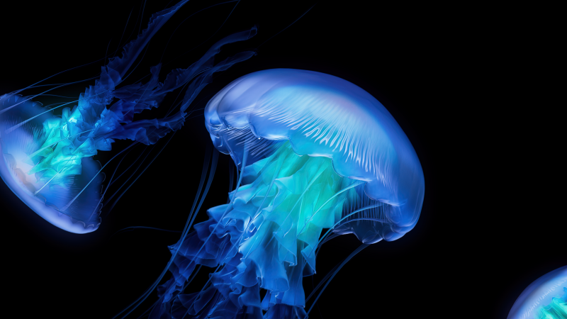 Jellyfish, AMOLED, Dark aesthetic, Ocean, CGI, Black background, Wallpaper