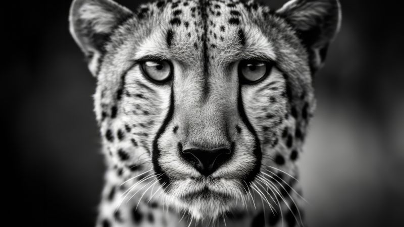 Cheetah, Monochrome, Ultrawide, Black and White, Wallpaper