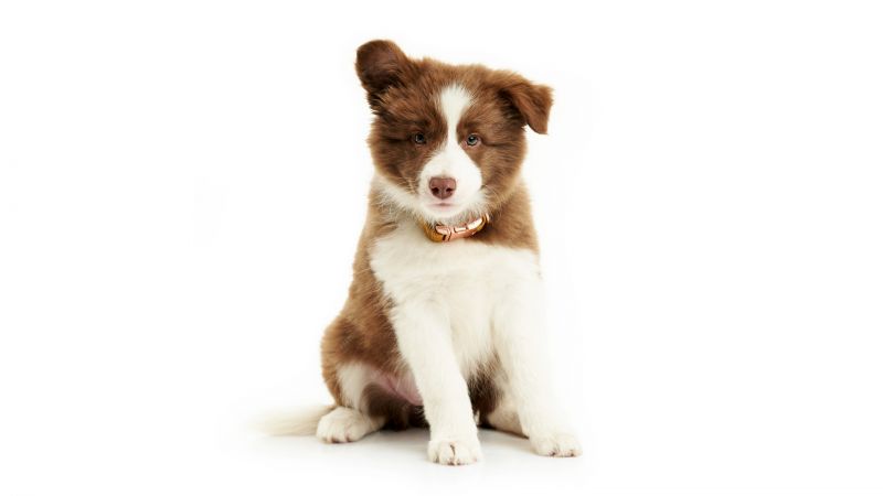 Border Collie, Cute puppy, White, Wallpaper