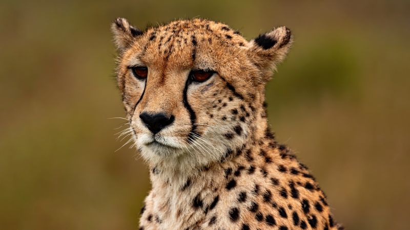 Cheetah, Closeup, Ultrawide, Wild animal, Wallpaper