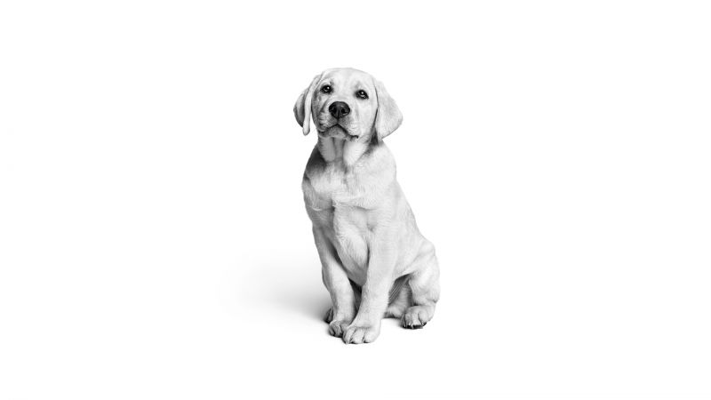 Labrador puppy, Monochrome, White aesthetic, Cute dog, Black and White, Wallpaper