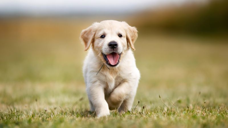 Golden Retriever, Puppy, Running, 5K, Field, Labrador puppy, Wallpaper