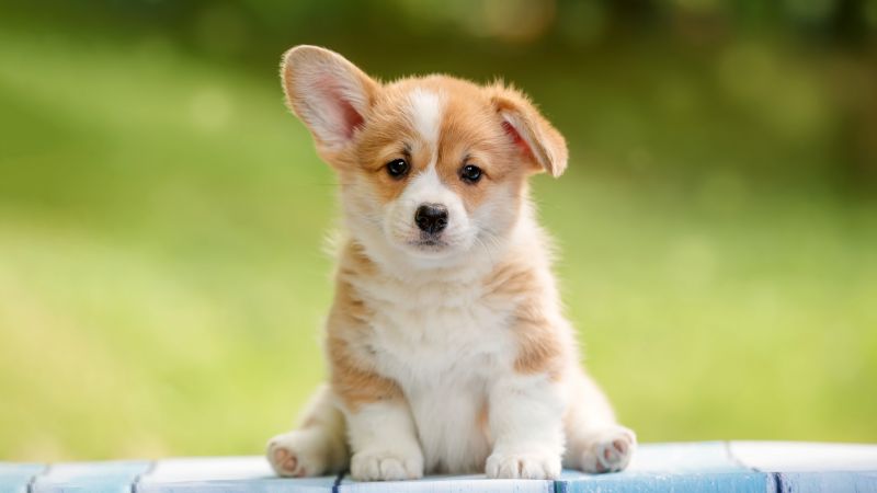 Corgi puppy, Happy, Pet dog, Adorable, Fluffy dog, 5K, Wallpaper