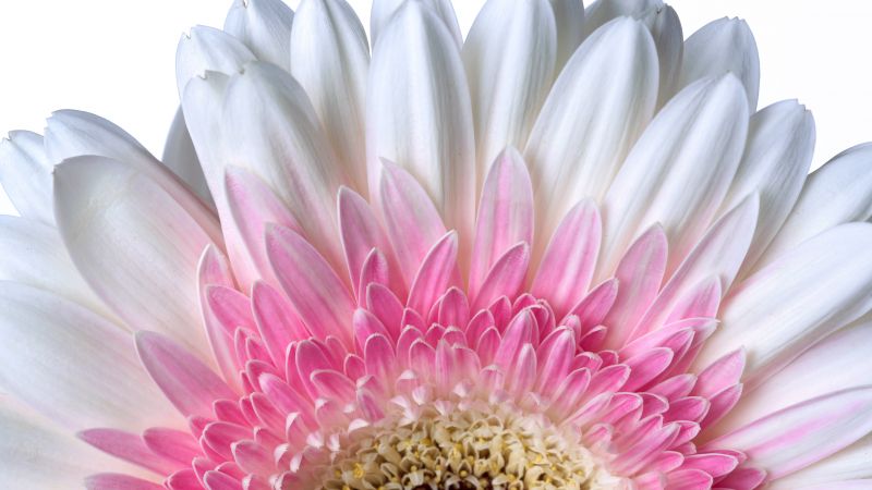 Gerbera Daisy, Daisy flower, White flower, White background, 5K, Wallpaper