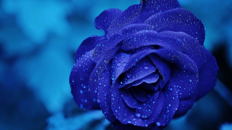 Blue rose, Water drops, Blue aesthetic, Serene, 5K, Wallpaper