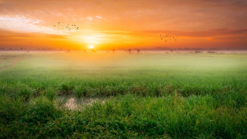 Sunrise, Paddy fields, Landscape, Countryside, Agriculture, Morning, Scenic, Wallpaper