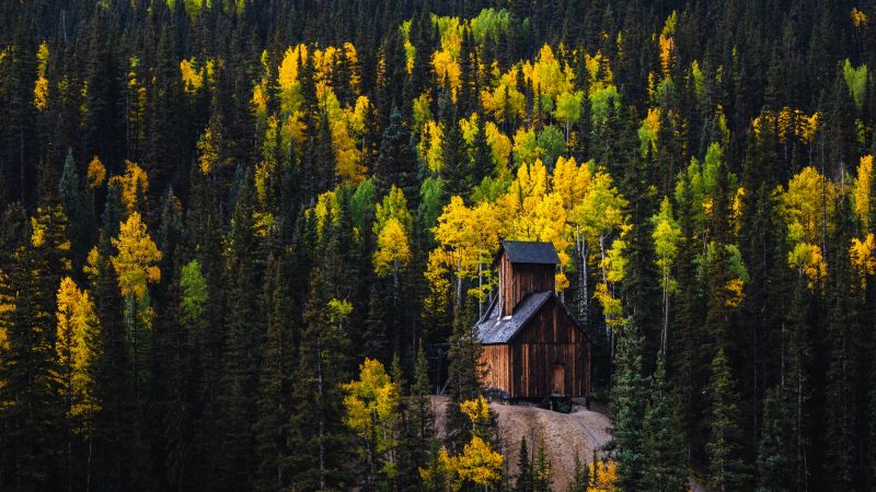 Colorado Boy Mine, Wooden cabin, Red Mountain Pass, 5K, Autumn, Pine trees, Wallpaper