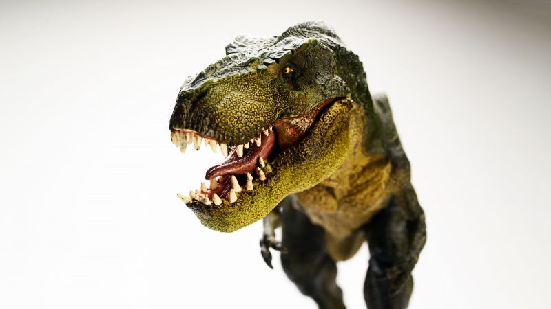 T Rex, Dinosaur, 5K, 8K, Tyrannosaurus, Wallpaper