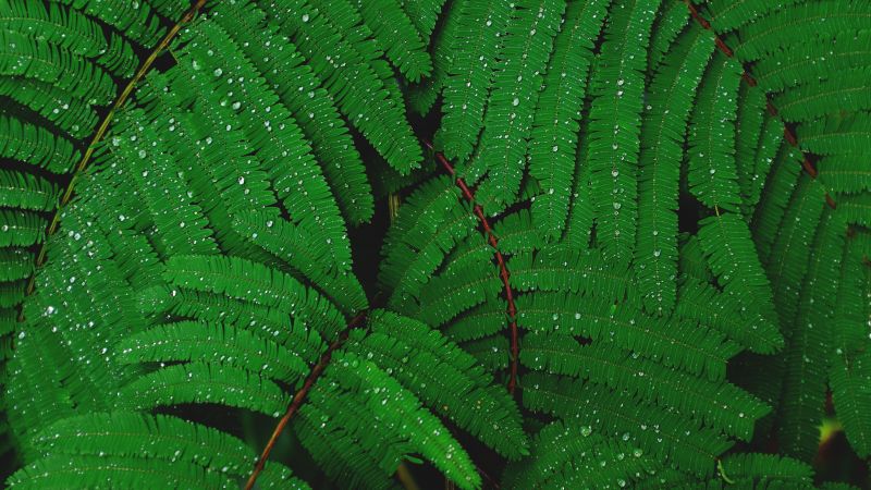 Plant, Leaves, Branches, Rain droplets, Dew Drops, Rain drops, Green, 5K, Wallpaper