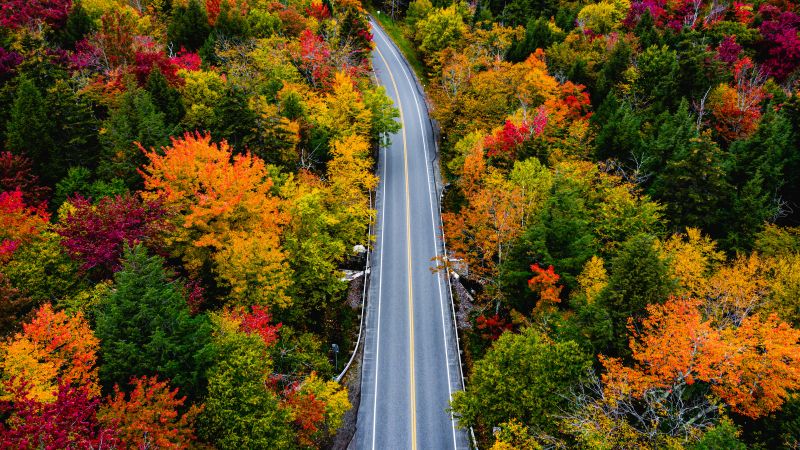 Autumn, Landscape, Road, Maple trees, Fall Colors, USA, Country road, 5K, Wallpaper