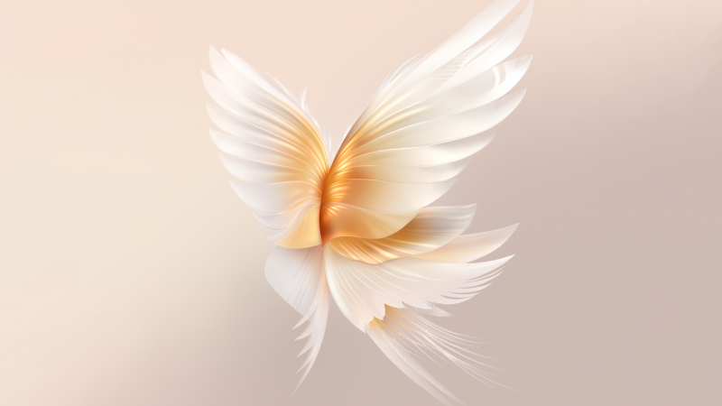 Angel wings, Peach background, Honor, Stock, Wallpaper