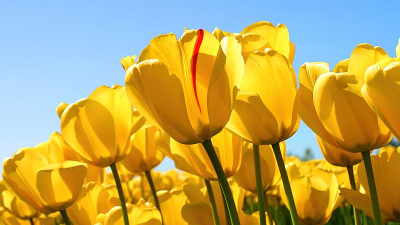 Yellow tulips, Windows 7, Stock, Yellow flowers, Tulip garden, Wallpaper