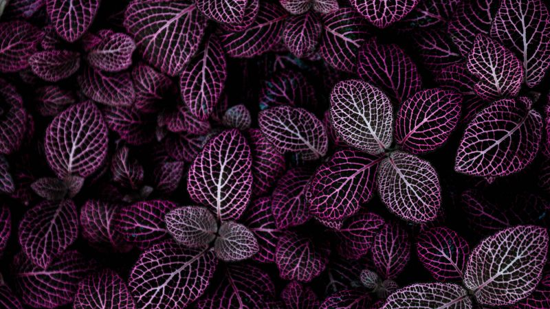 Purple leaves, Plant, Floral, Pattern, Wallpaper