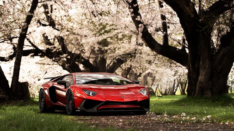 Lamborghini Aventador SV, Cherry trees, Cherry blossom, Spring, Wallpaper