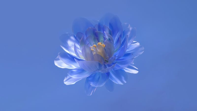 Abstract flower, Blue aesthetic, Blue background, 5K, Wallpaper