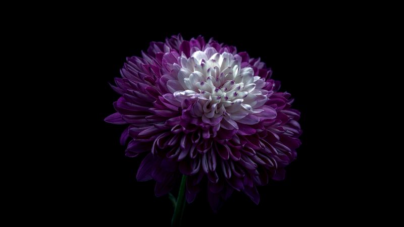 Chrysanthemum, Purple Flower, 5K, Black background, 8K, AMOLED, Wallpaper