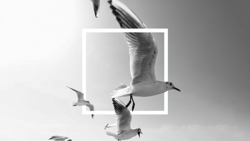 Flying birds, Frame, Seagulls, Bingkai, Black and White, Monochrome, 5K, Wallpaper