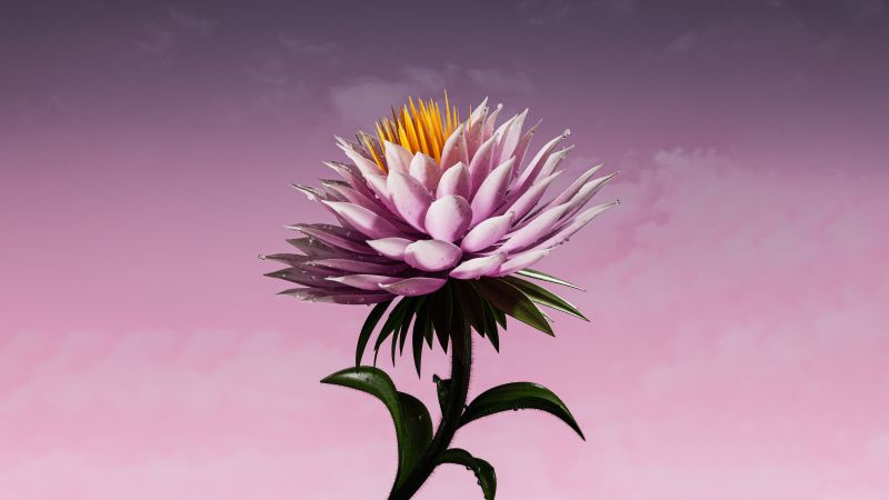 Purple Flower, Bloom, Digital flower, Purple aesthetic, Purple background, 5K, Wallpaper