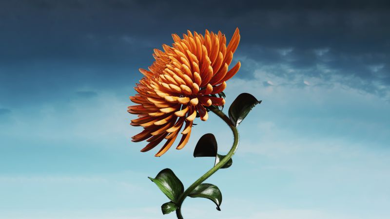 Orange flower, Bloom, Digital flower, 5k, Blue Sky, Wallpaper