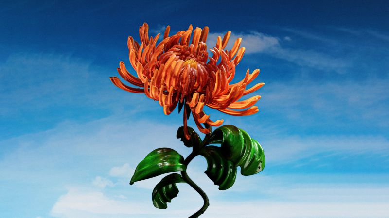 Orange flower, Blue Sky, 5K, Digital flower, Wallpaper