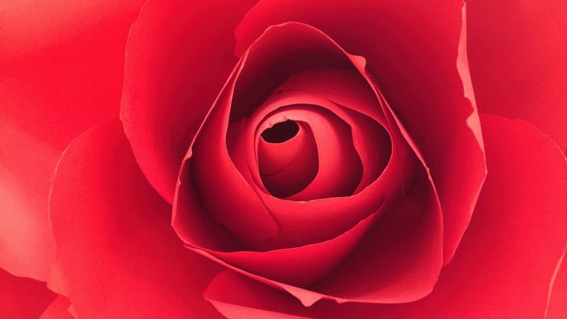 Rose flower, Closeup Photography, Red Rose, Macro