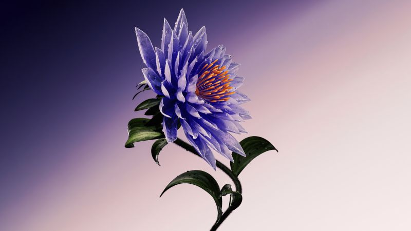 Purple Flower, Artistic, Digital Art, 5K, Dark blue, Wallpaper