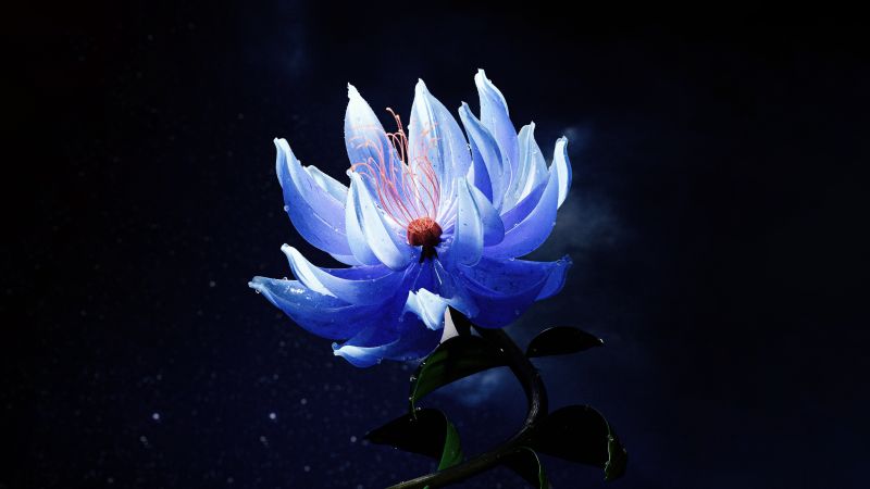 Lotus flower, Blue aesthetic, Dark aesthetic, 5K, 8K, Dark background, Wallpaper