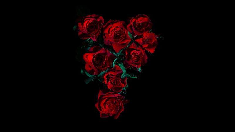 Red Roses, Flower bouquet, Black background, 5K, 8K, Wallpaper