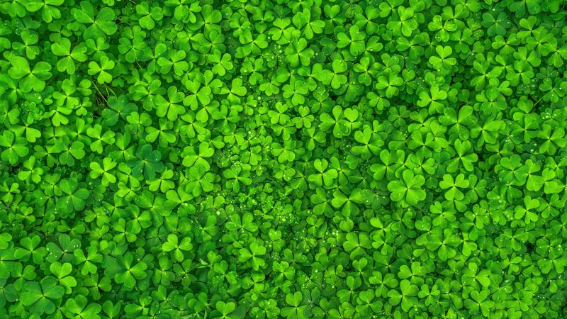 St. Patrick's Day, Shamrock, Clover, Green leaves, Ultrawide, Wallpaper