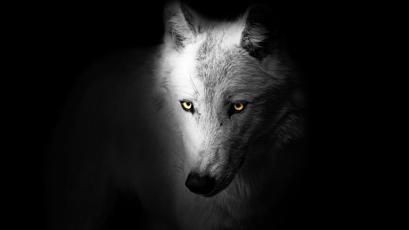 Wolf, Black background, Wild, 5K, Wallpaper