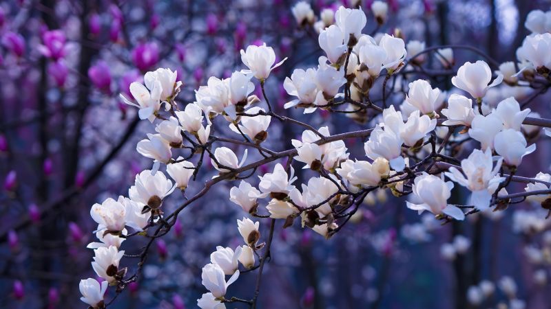 Sakura, Aesthetic, Magnolia flowers, Wallpaper