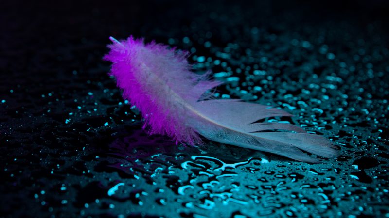 Neon light, Feather, Wet, Droplets, 5K, Wallpaper