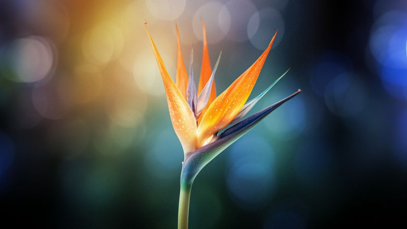 Bird of paradise flower, Macro, Bokeh Background, Vibrant, Closeup Photography