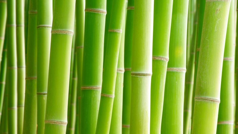 Bamboo, Trees, Green background