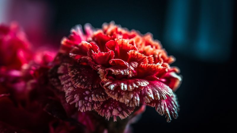 Carnation, Red flower, Closeup Photography, Macro, Red aesthetic, Wallpaper