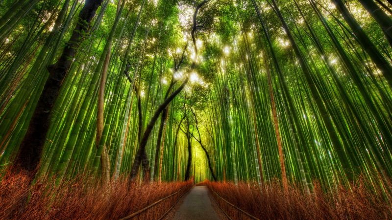 Arashiyama Bamboo Grove, Japan, Bamboo Forest, Kyoto, Wallpaper