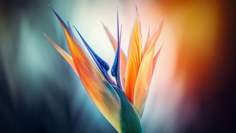 Bird of paradise flower, Closeup Photography, Macro, Bokeh Background, Vibrant