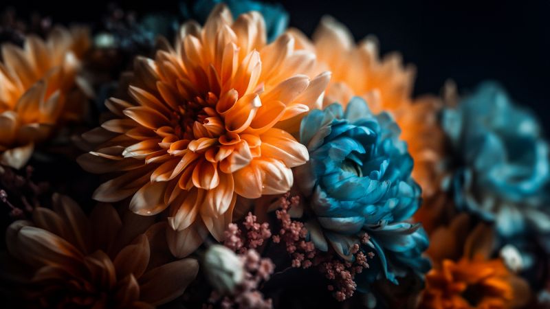 Chrysanthemum flowers, Digital Art, Digital flowers, Wallpaper