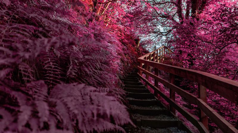 Wooden stairs, Pink aesthetic, Outdoor, Spring, Infrared Photography, 5K, Wallpaper