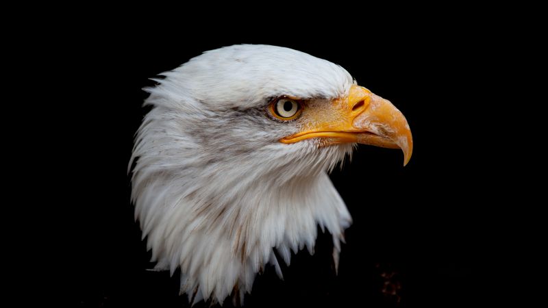 Bald eagle, 8K, Bird of prey, Raptor, National bird, Black background, 5K, AMOLED, Wallpaper